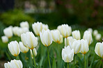 Tulips in my garden