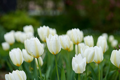 Buy stock photo Beautiful tulips in my garden in early springtime