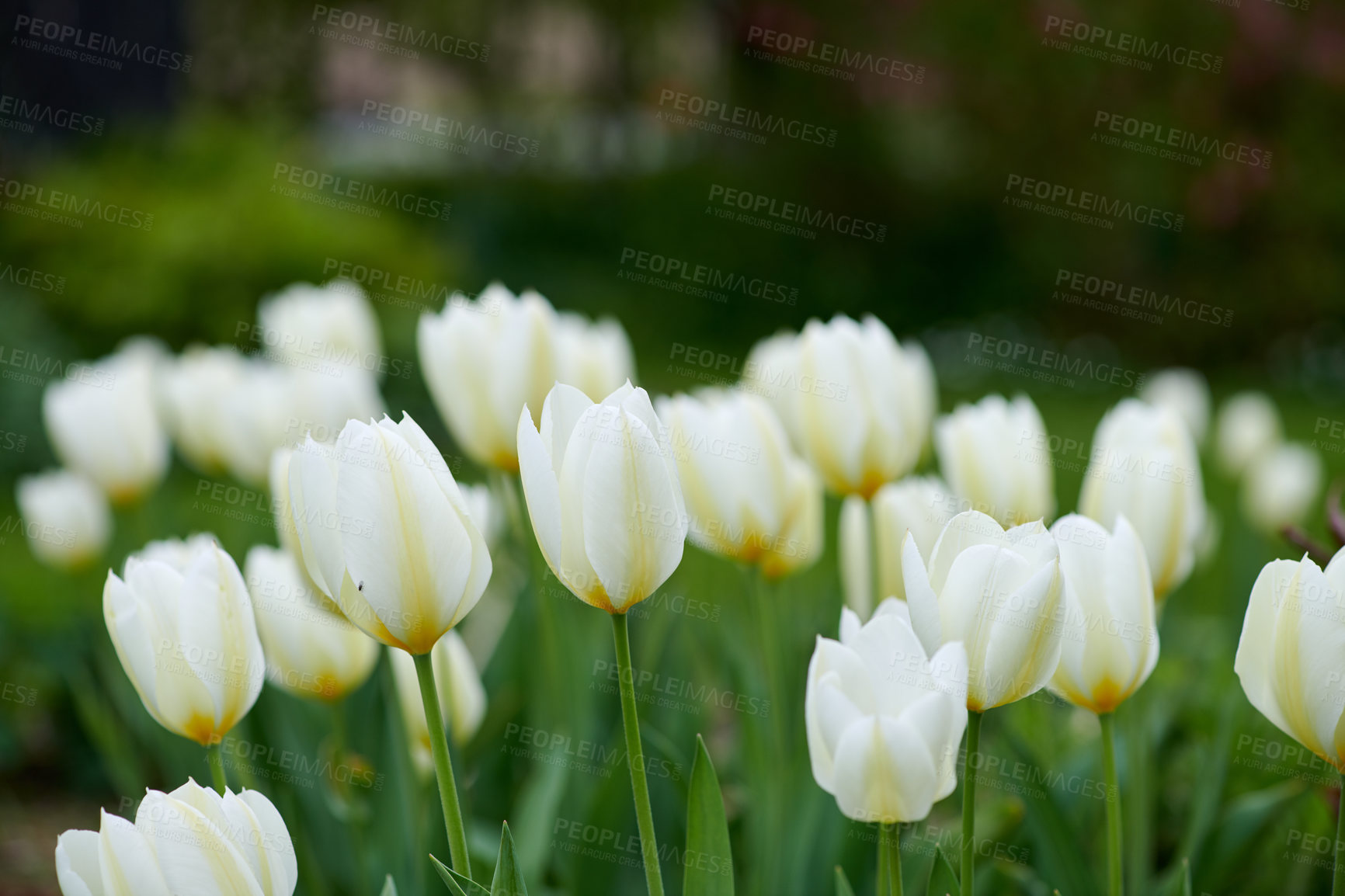 Buy stock photo Beautiful tulips in my garden in early springtime