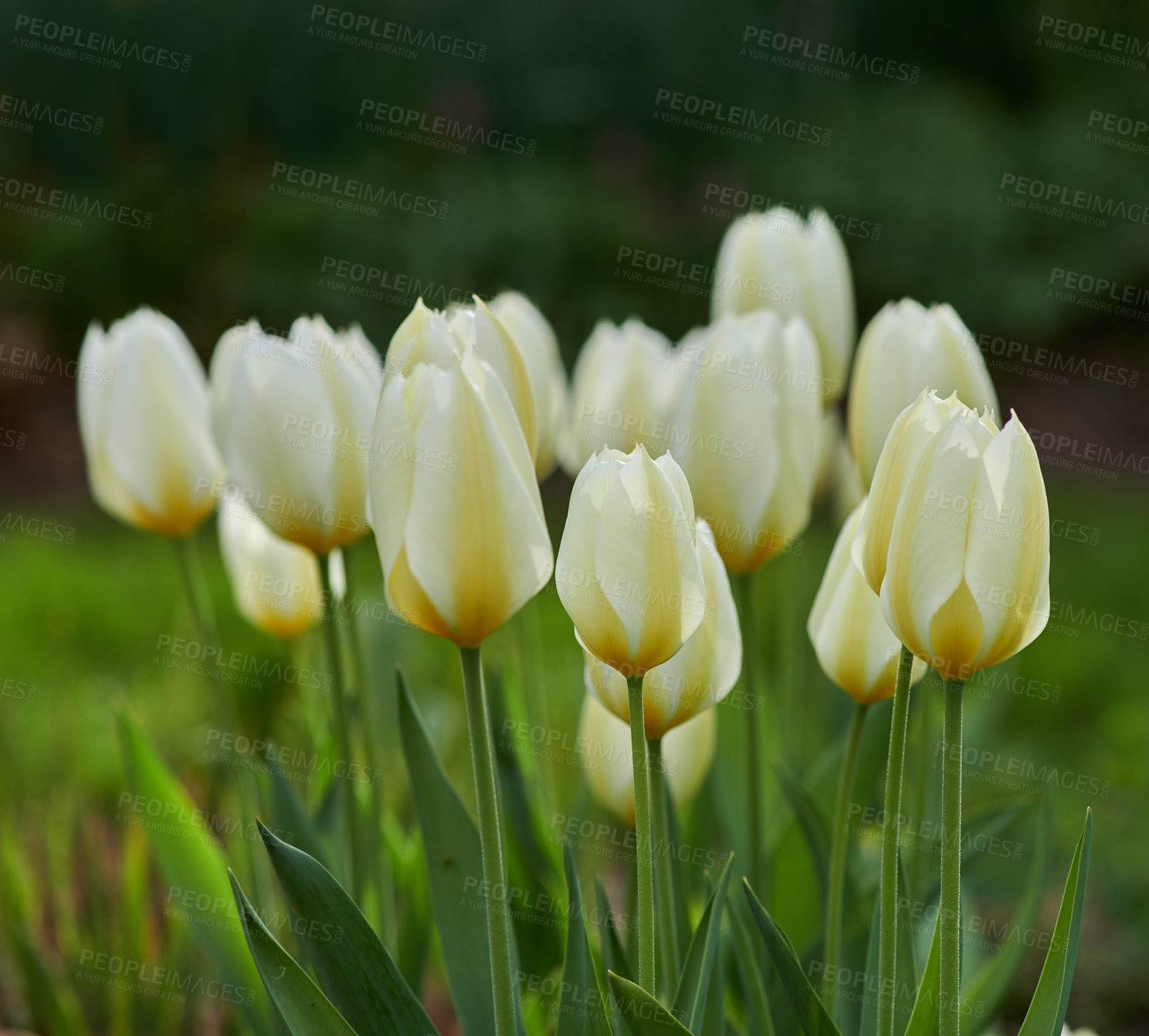 Buy stock photo Flowers, bloom and outdoor with nature, environment and landscape with grass field. Empty, botany or floral with sunshine, growth or sustainability with sprout, tulips or countryside with greenery