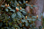 Rhododendron - garden flowers in May