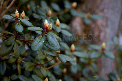 Buy stock photo Rhododendron is a genus of 1,024 species of woody plants in the heath family, either evergreen or deciduous, and found mainly in Asia, although it is also widespread throughout the Southern Highlands of the Appalachian Mountains of North America.