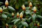 Rhododendron - garden flowers in May