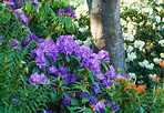 Rhododendron - garden flowers in May