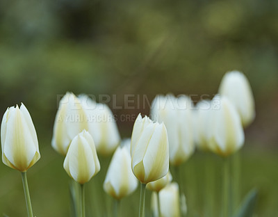 Buy stock photo Tulips, natural garden and peace in botany, eco friendly environment and grass for growth. Forest, flowers blooming and public park for horticulture plants, sustainable wildlife and woods for fauna