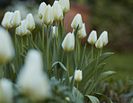 Common snowdrop - Galanthus nivalis 