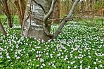 Flowers in the forest in spriingtime