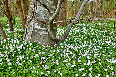 Buy stock photo Forest in springtime in Denmark