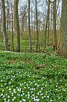 Flowers in the forest in spriingtime