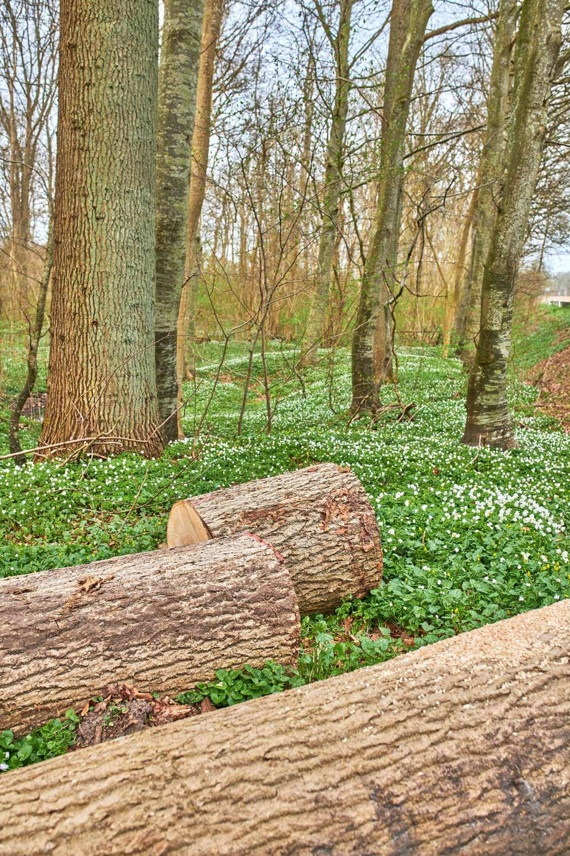 Buy stock photo Wood, nature or trees with timber in lush for lumber farming, production or preparation in wilderness. Empty, outdoor and greenery with cut logs, bark or oak for natural resource or ecology in forest