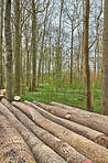 Flowers in the forest in spriingtime