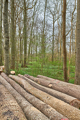 Buy stock photo Wood, nature or trees with pile of timber lush for lumber farming, production or stack in wilderness. Empty, outdoor or greenery with cut logs, bark or oak for natural resource or ecology in forest