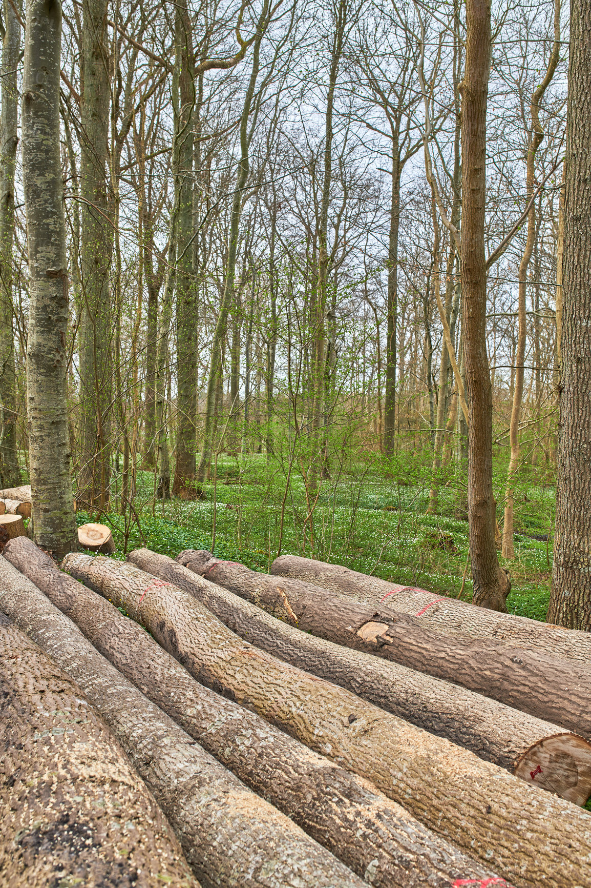 Buy stock photo Forest in springtime in Denmark