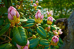 Rhododendron - garden flowers in May