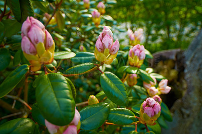 Buy stock photo Rhododendron is a genus of 1,024 species of woody plants in the heath family, either evergreen or deciduous, and found mainly in Asia, although it is also widespread throughout the Southern Highlands of the Appalachian Mountains of North America.