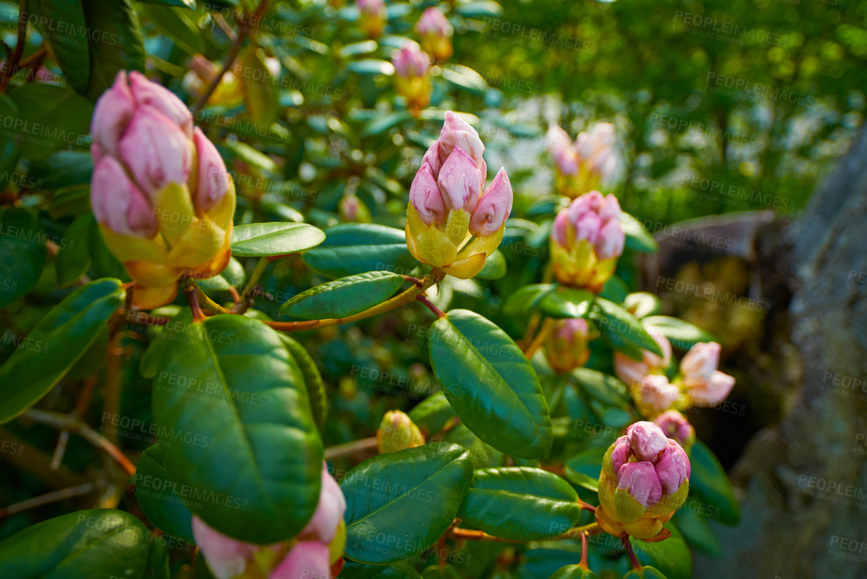 Buy stock photo Rhododendron is a genus of 1,024 species of woody plants in the heath family, either evergreen or deciduous, and found mainly in Asia, although it is also widespread throughout the Southern Highlands of the Appalachian Mountains of North America.