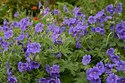 Buy stock photo Bunch of Purple Cranesbill flowers in a garden. Colorful perennial flower heads blooming in spring. Vibrant and decorative gardening flower plants contrasting in a bright green park or a backyard