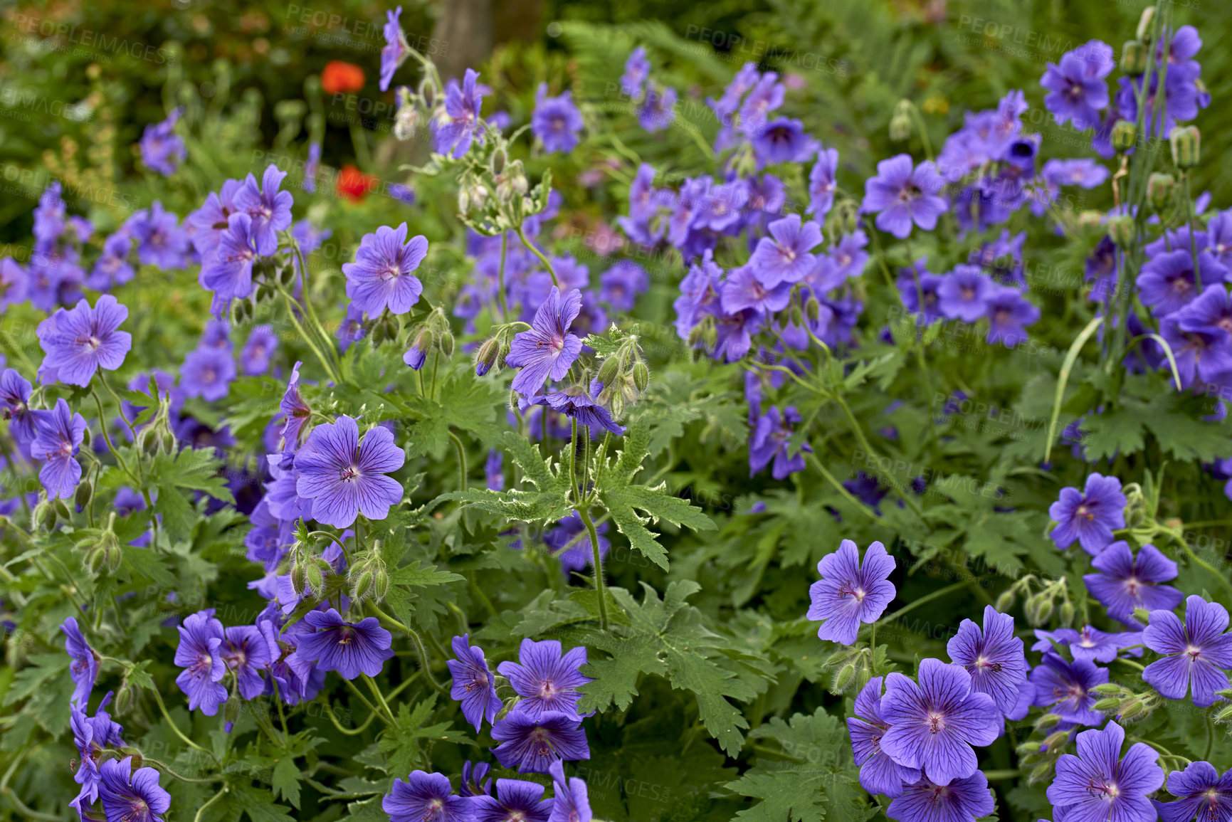 Buy stock photo Bunch of Purple Cranesbill flowers in a garden. Colorful perennial flower heads blooming in spring. Vibrant and decorative gardening flower plants contrasting in a bright green park or a backyard