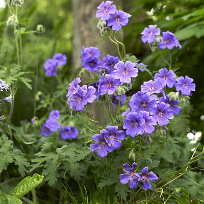 Buy stock photo Purple hardy geranium flowers growing in a wild forest meadow or park against a blurred background. Bush of delicate indigo perennial blossoms in an overgrown garden or backyard in spring outside