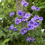 Geranium