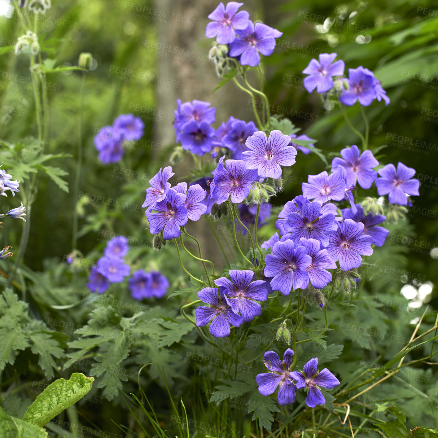 Buy stock photo Purple hardy geranium flowers growing in a wild forest meadow or park against a blurred background. Bush of delicate indigo perennial blossoms in an overgrown garden or backyard in spring outside