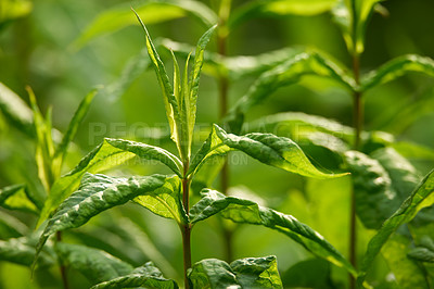 Buy stock photo Closeup of lush green herb and plant growing on a stem in a home garden. Group of vibrant leaves on stalks blooming in a backyard or farm. Passionate about horticulture and agriculture with flora