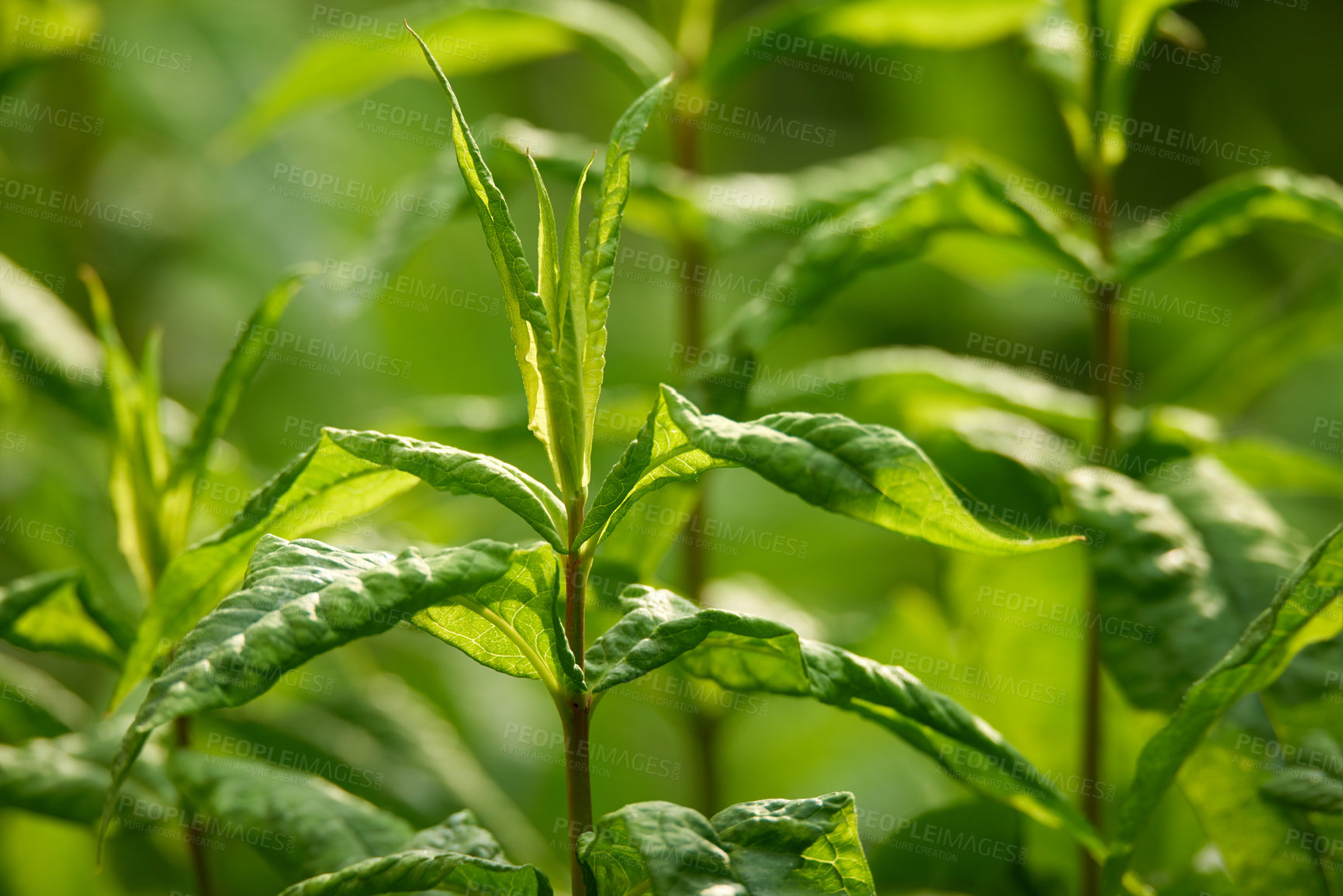 Buy stock photo Closeup of lush green herb and plant growing on a stem in a home garden. Group of vibrant leaves on stalks blooming in a backyard or farm. Passionate about horticulture and agriculture with flora