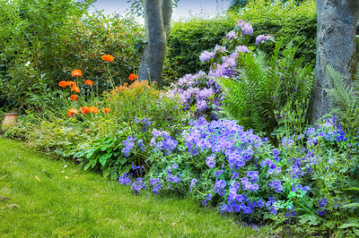 Buy stock photo Beautiful garden flowerbed on a lawn. Perennial purple cranesbill blossoms growing and thriving in spring. Colorful ornamental flowers blooming in a neat and green park or well maintained backyard