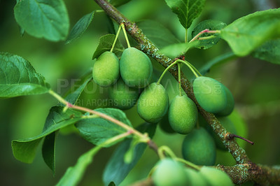 Buy stock photo Closeup of European plums growing on a tree in a garden with bokeh. Zoom in on details of many green round fruit hanging on a branch in harmony with nature. Shapes and patterns in a calm, zen forest