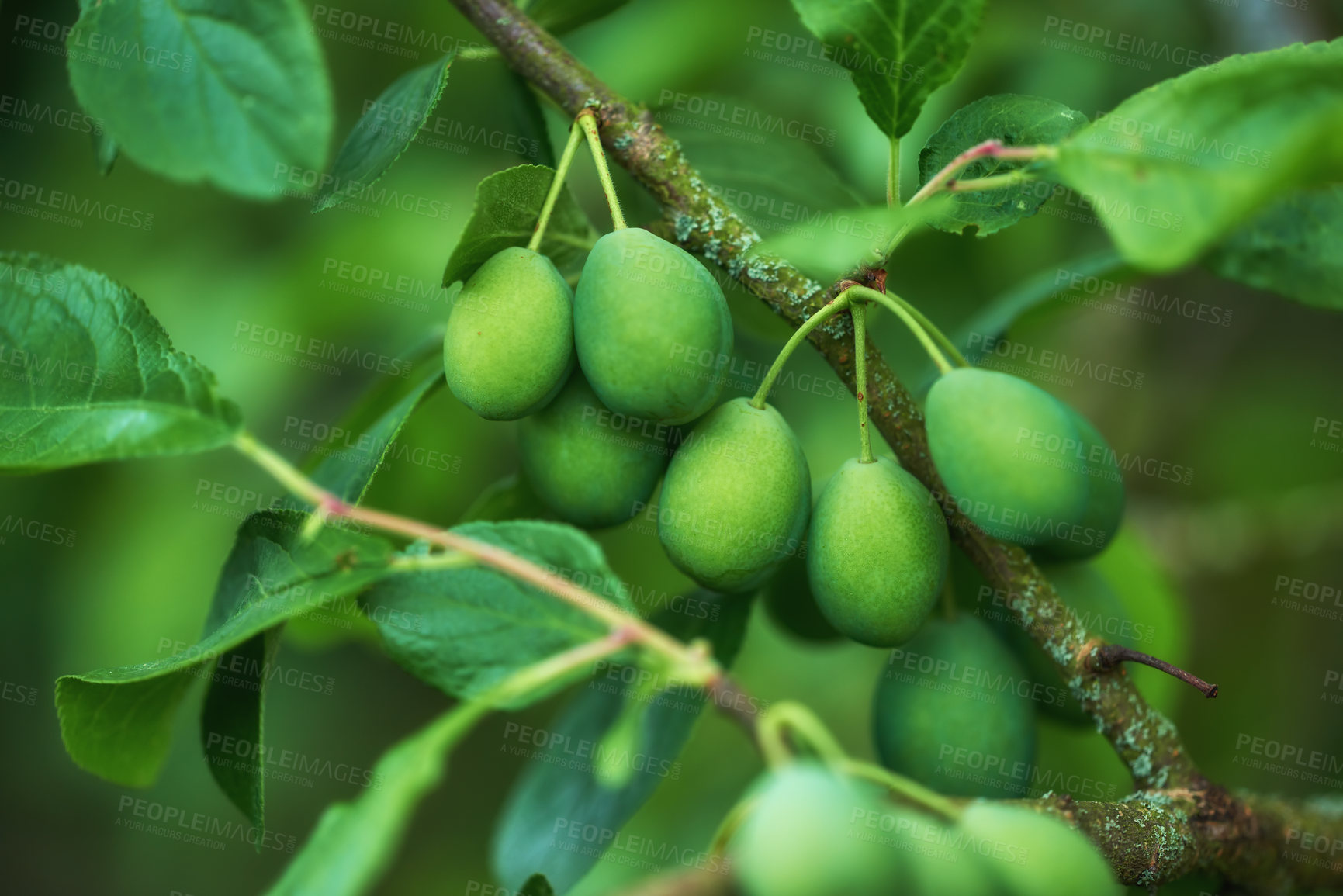Buy stock photo Closeup of European plums growing on a tree in a garden with bokeh. Zoom in on details of many green round fruit hanging on a branch in harmony with nature. Shapes and patterns in a calm, zen forest