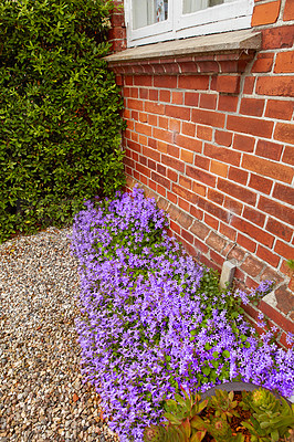 Buy stock photo Perennial purple cranesbill blossoms growing and thriving on the side of a brick house. Colorful ornamental flowers blooming in a neat and well maintained backyard garden. Beautiful garden flowerbed