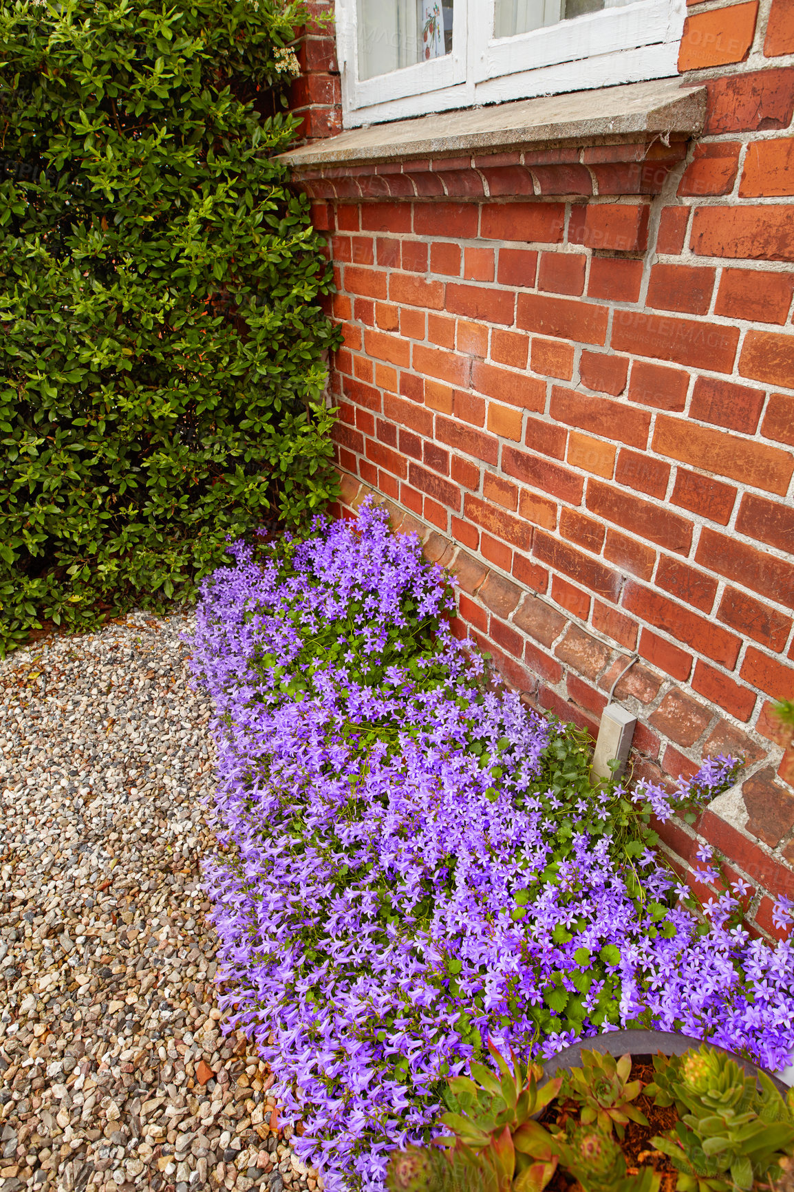 Buy stock photo Perennial purple cranesbill blossoms growing and thriving on the side of a brick house. Colorful ornamental flowers blooming in a neat and well maintained backyard garden. Beautiful garden flowerbed