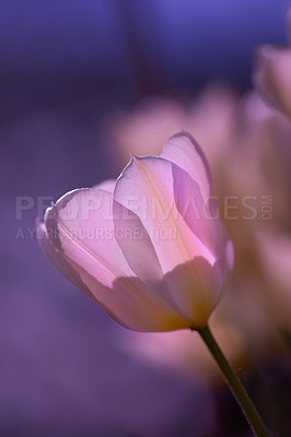 Buy stock photo Beautiful tulips in my garden in early springtime