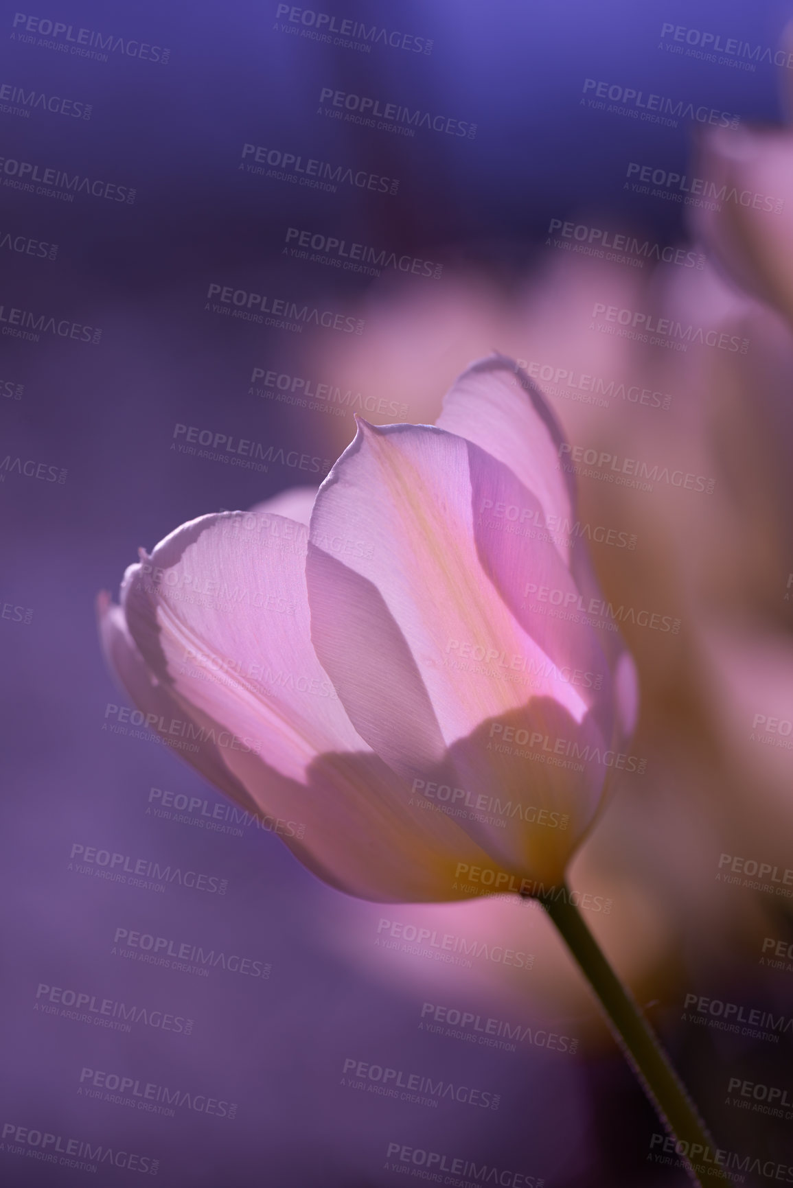 Buy stock photo Beautiful tulips in my garden in early springtime