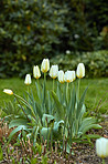 Tulips in my garden