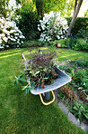 Garden and wheelbarrow