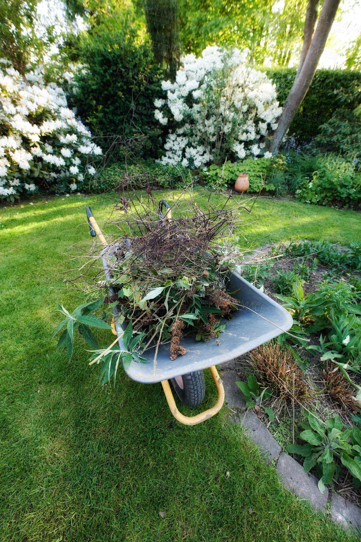 Buy stock photo Garden wheelbarrow full of twigs and broken branches while landscaping a home backyard. Equipment tools ready to carry and transport soil, manure, compost and fertilizer. Finished cleaning up a yard