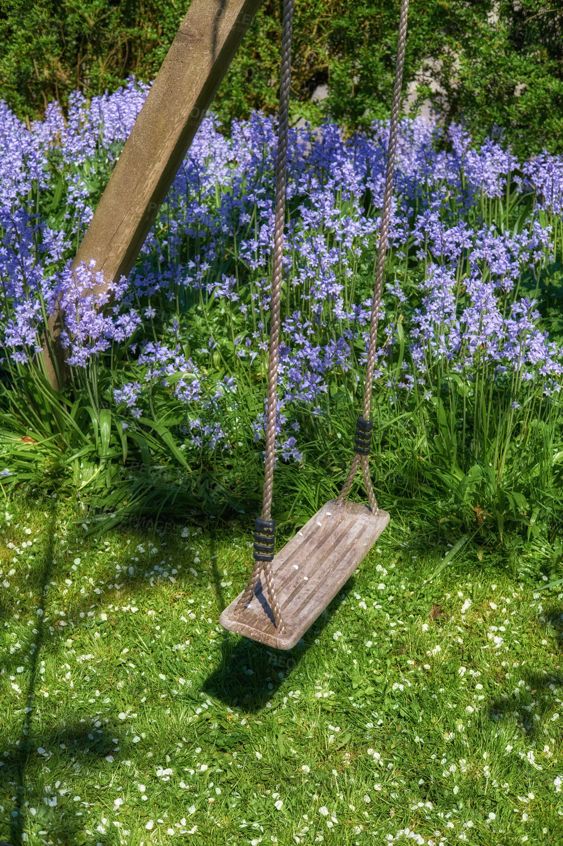 Buy stock photo A space to play in a backyard for active children wanting to have fun and play. Empty swing in a lush garden with green grass and perennial purple cranesbill blossoms growing and thriving outside. 