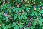 Rhododendron - garden flowers in May