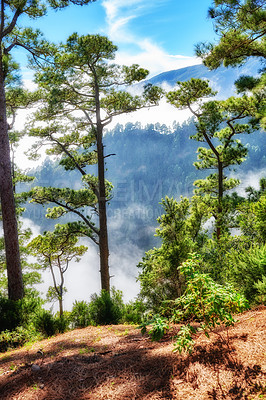 Buy stock photo Landscape of fir, cedar, pine trees growing in quiet misty, foggy woods. Green coniferous forest in remote countryside mountains in La Palma, Canary Islands, Spain. Environmental nature conservation