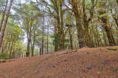 Buy stock photo Scenic view of pine trees in a forest with lush green leaves in nature in Santa Cruz de La Palma, Spain. Low angle of a landscape of an earthy ground in the woods in the mountains of Canary Islands 
