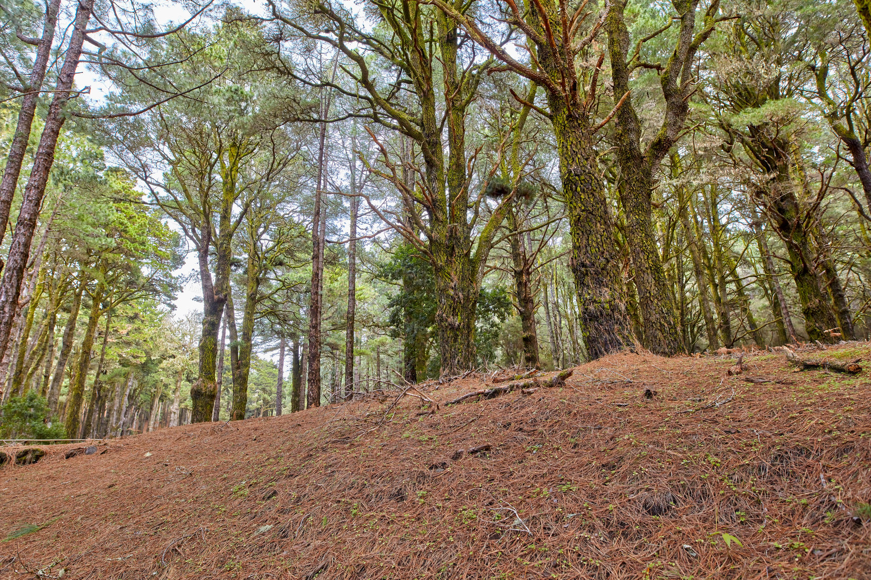 Buy stock photo Scenic view of pine trees in a forest with lush green leaves in nature in Santa Cruz de La Palma, Spain. Low angle of a landscape of an earthy ground in the woods in the mountains of Canary Islands 