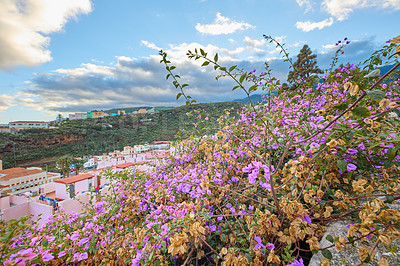 Buy stock photo Purple bougainvillea flowers blooming, blossoming, growing on bush shrub or tree in Santa Cruz, La Palma. Scenic hills, landscape view of local town, blue sky with clouds in tourist destination Spain