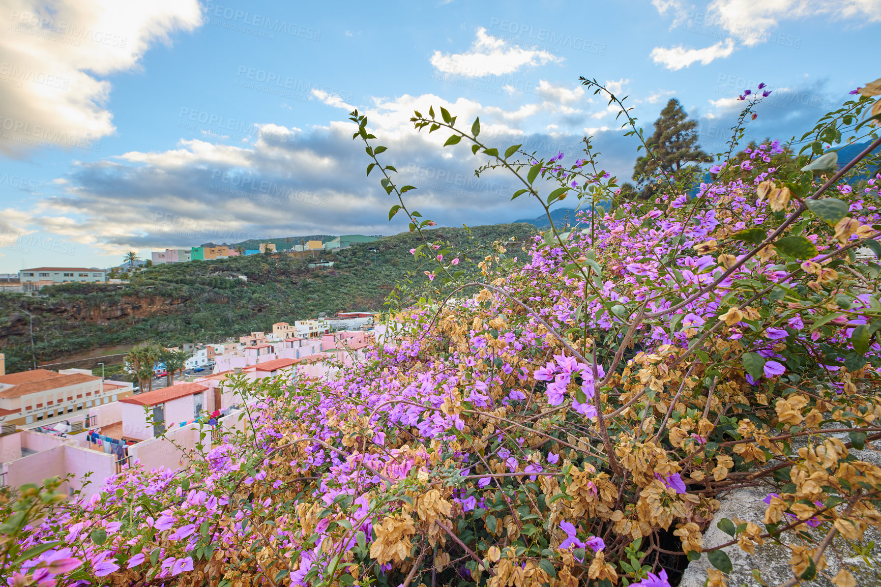 Buy stock photo Purple bougainvillea flowers blooming, blossoming, growing on bush shrub or tree in Santa Cruz, La Palma. Scenic hills, landscape view of local town, blue sky with clouds in tourist destination Spain