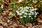 Snowdrops