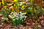 Snowdrops