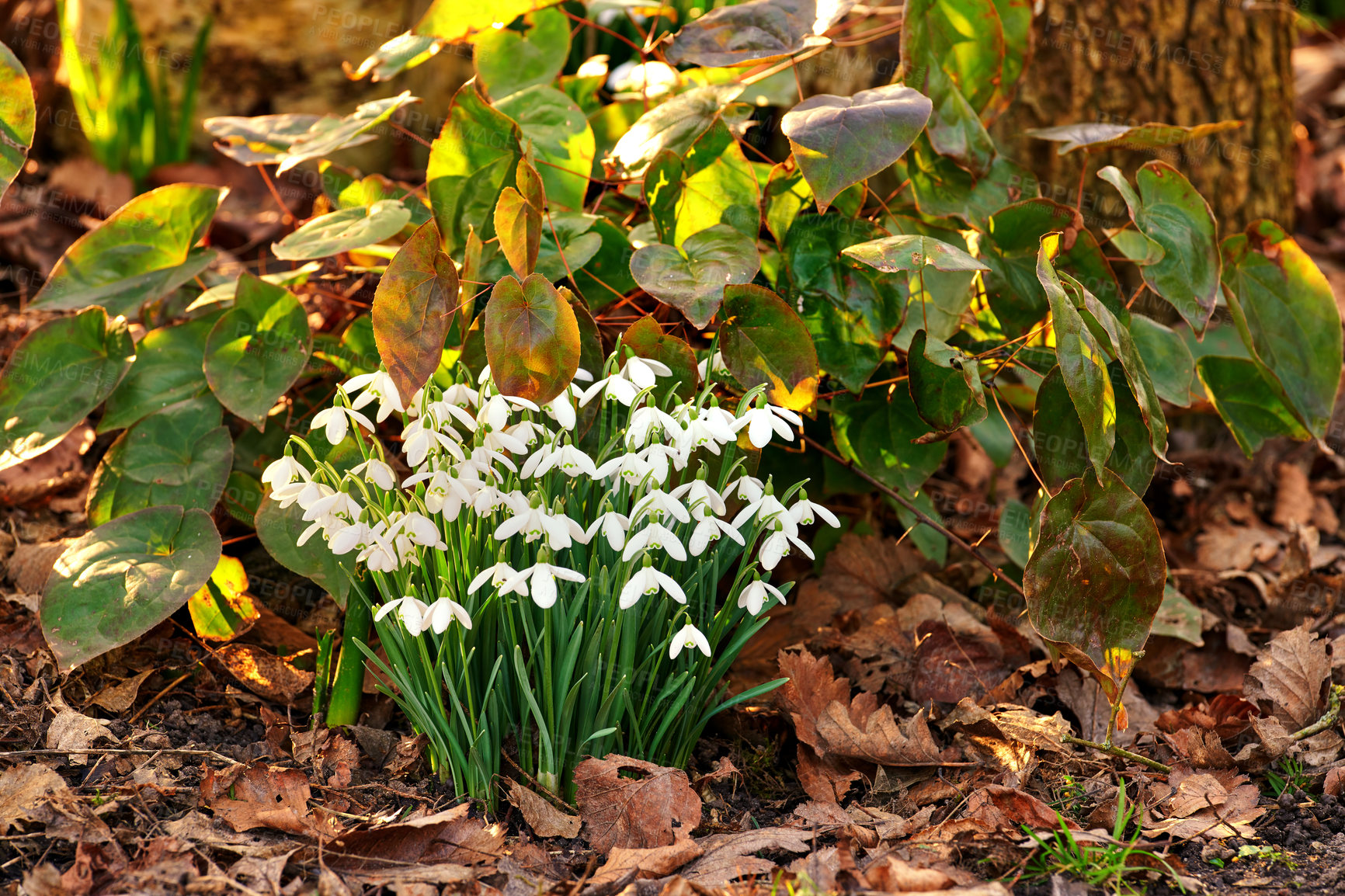 Buy stock photo Snowdrops - Galanthus is a small genus of about 20 species of bulbous herbaceous plants in the family Amaryllidaceae, subfamily Amaryllidoideae. Most flower in winter, before the vernal equinox, but certain species flower in early spring and late autumn.