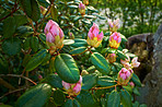 Rhododendron - garden flowers in May