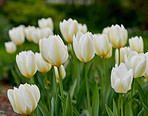 Tulips in my garden