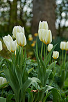 Tulips in my garden